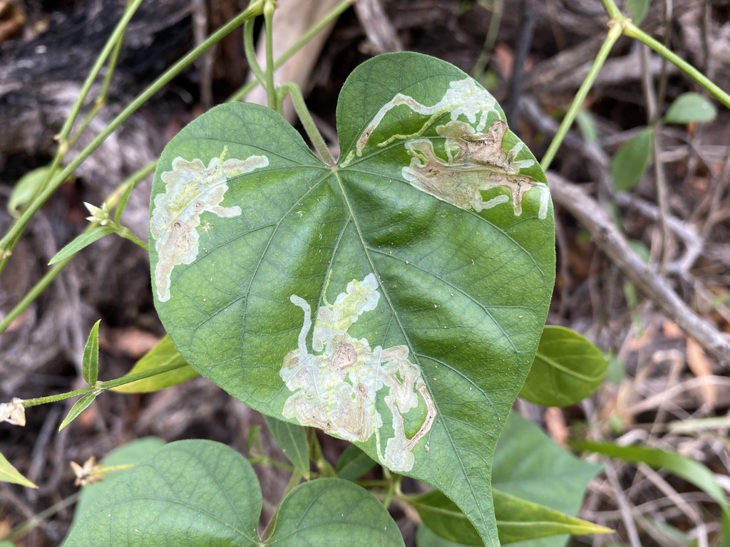 Calycomyza ipomaeae