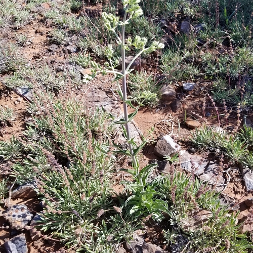 Image of Frasera parryi by (c) James C. Davis, some rights reserved (CC BY-SA)