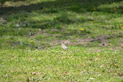 Turdus migratorius
