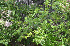 Rosa multiflora