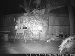 Didelphis virginiana