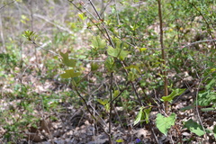 Liriodendron tulipifera