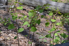 Reynoutria japonica