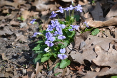 Viola