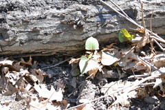 Reynoutria japonica
