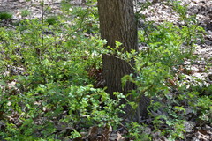 Rosa multiflora