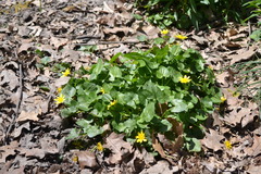Ficaria verna