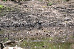 Sturnus vulgaris