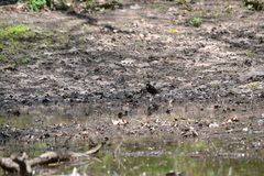 Sturnus vulgaris