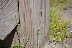 Capsella bursa-pastoris