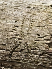 Pityogenes bidentatus