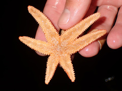 Allostichaster insignis