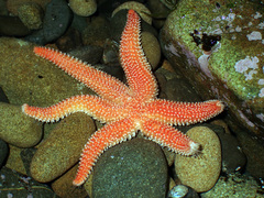 Allostichaster insignis