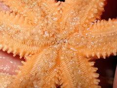 Allostichaster insignis