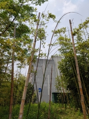 Phyllostachys edulis