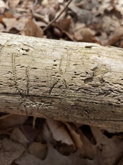 Pityogenes bidentatus