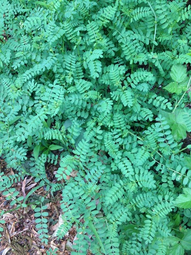 photo of Purple Crownvetch (Securigera varia)