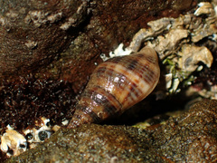 Buccinulum littorinoides