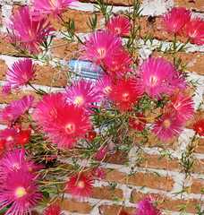 Lampranthus spectabilis