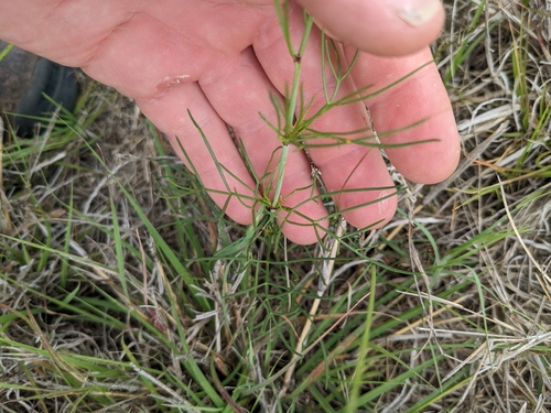 Image of Thelesperma burridgeanum by (c) Cleveland Powell, some rights reserved (CC BY)