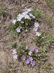 Phlox caespitosa
