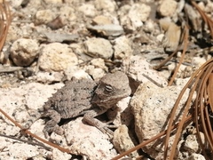 Phrynosoma orbiculare