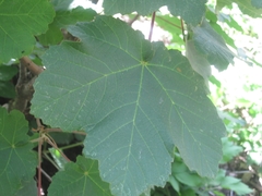 Acer opalus obtusatum