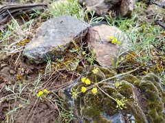 Lomatium farinosum