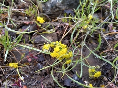 Lomatium farinosum