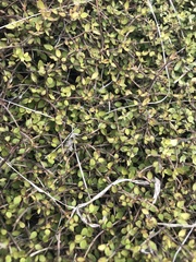 Coprosma crassifolia