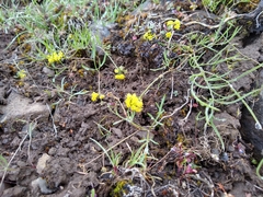Lomatium farinosum
