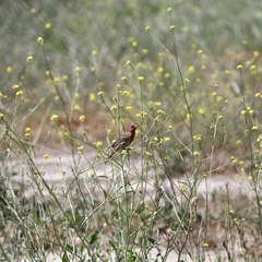 Haemorhous mexicanus