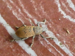 Cleistolophus similis