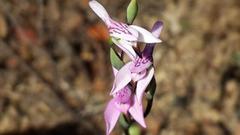 Disa obliqua clavigera