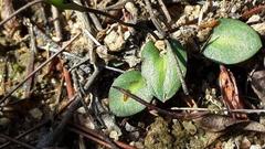 Disa obliqua clavigera