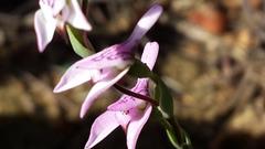 Disa obliqua clavigera