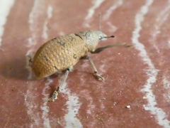 Cleistolophus similis