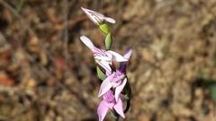 Disa obliqua clavigera