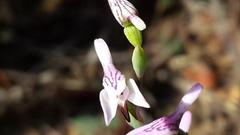 Disa obliqua clavigera
