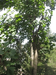 Acer opalus obtusatum