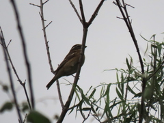 Pheucticus ludovicianus