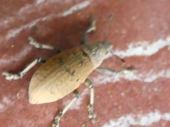 Cleistolophus similis