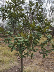 Quercus obtusata