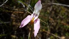 Disa bifida