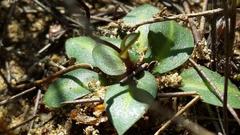 Disa bifida