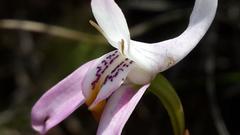 Disa bifida