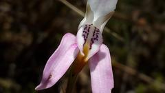 Disa bifida