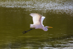 Ardea alba