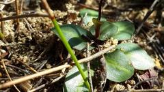 Disa bifida