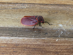 Iphirhina
